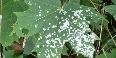 Kako liječiti grožđe protiv plijesni